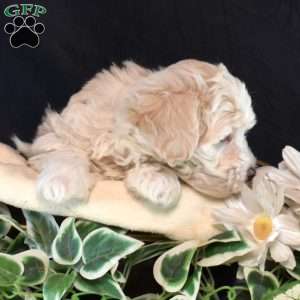 Cashew, Maltipoo Puppy