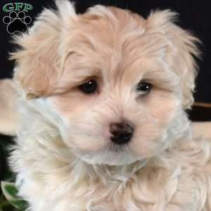 Cashew, Maltipoo Puppy