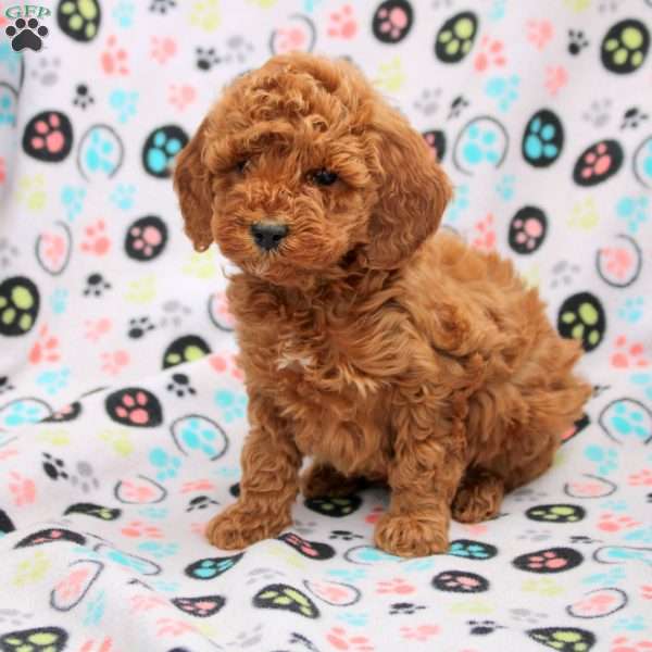 Caspian, Cavapoo Puppy