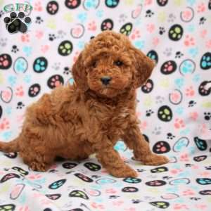 Caspian, Cavapoo Puppy