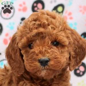 Caspian, Cavapoo Puppy