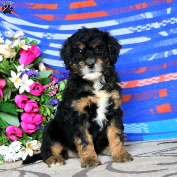 Cassidy, Mini Bernedoodle Puppy