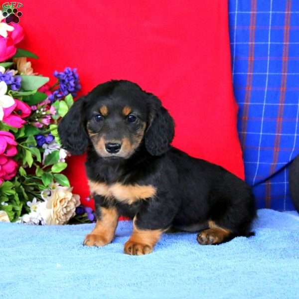 Cassidy, Dachshund Puppy