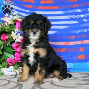 Cassidy, Mini Bernedoodle Puppy