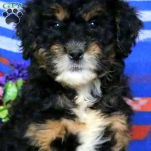 Cassidy, Mini Bernedoodle Puppy