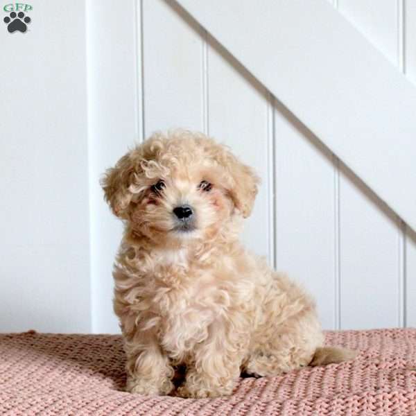 Cassie, Forever Puppy