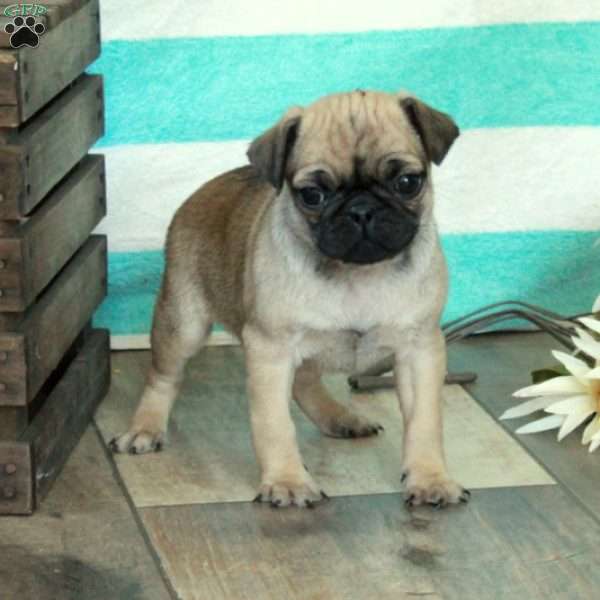 Cassie, Pug Puppy