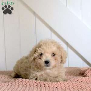 Cassie, Forever Puppy