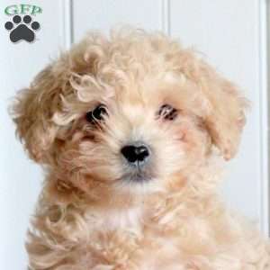 Cassie, Forever Puppy