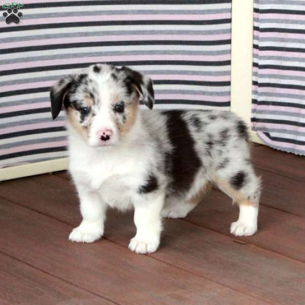 Cathy, Pembroke Welsh Corgi Puppy