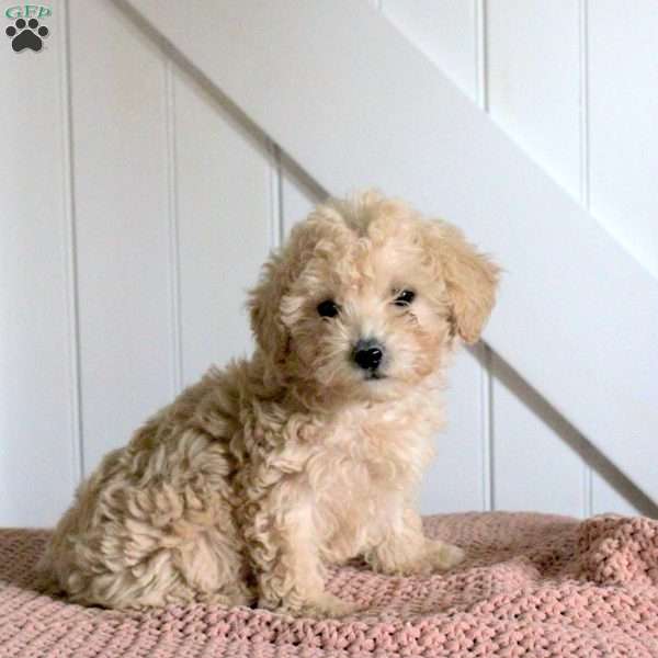 Cayla, Forever Puppy