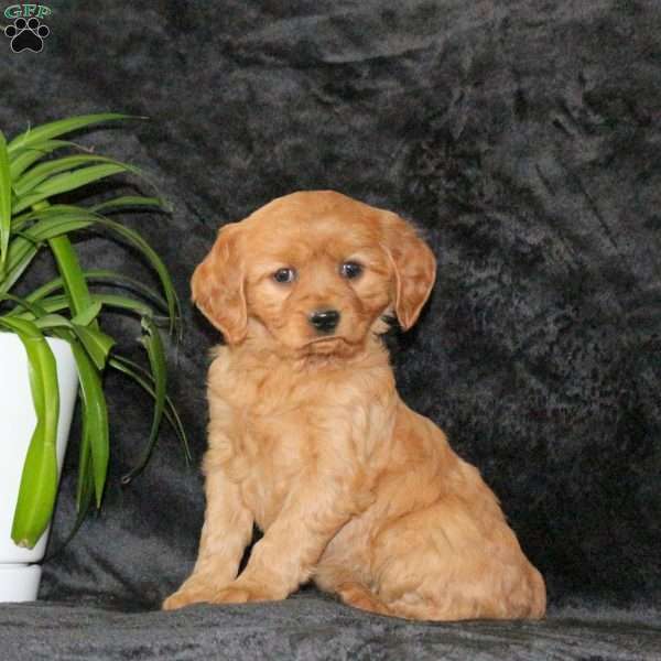 Cayla, Miniature Golden Retriever Puppy