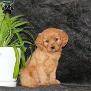 Cayla, Miniature Golden Retriever Puppy