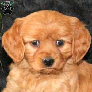 Cayla, Miniature Golden Retriever Puppy