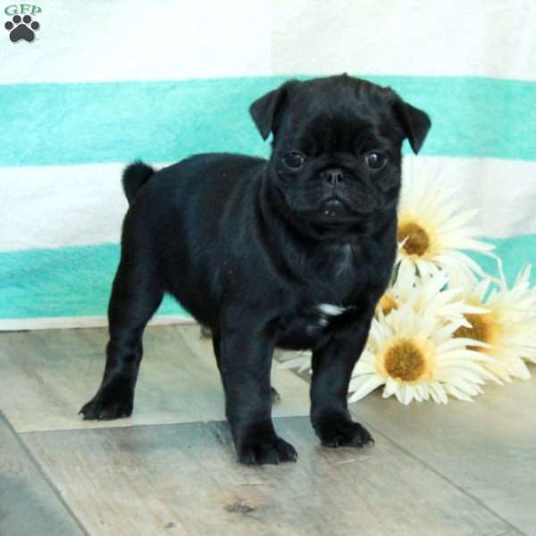 Cece, Pug Puppy
