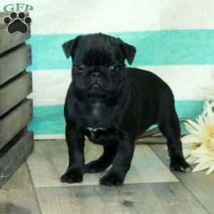 Cece, Pug Puppy