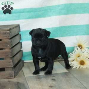 Cece, Pug Puppy