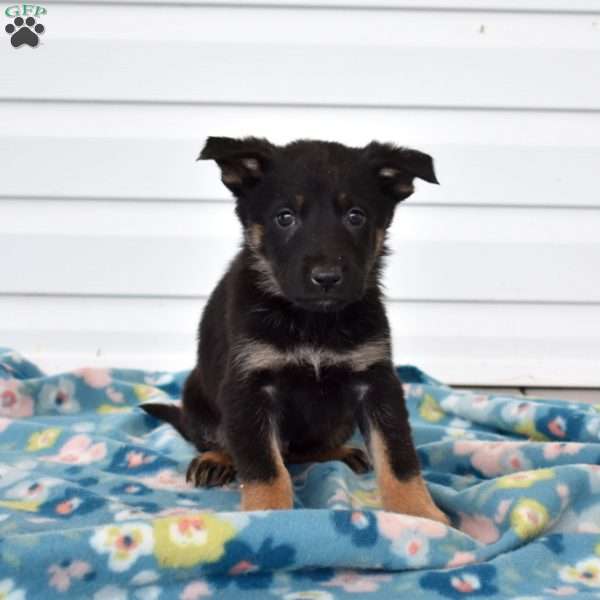 Cedar, German Shepherd Puppy