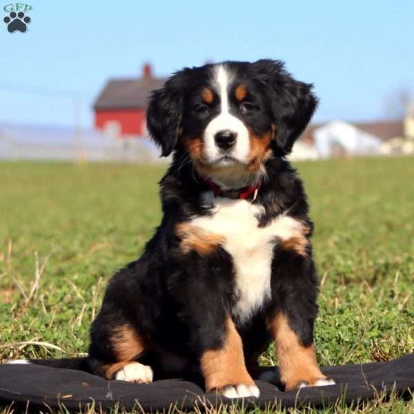 Celsius, Bernese Mountain Dog Puppy