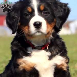 Celsius, Bernese Mountain Dog Puppy