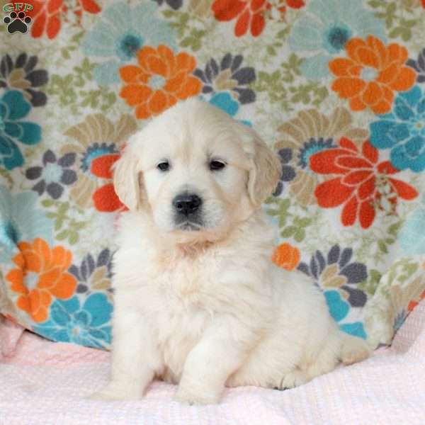 Champ, English Cream Golden Retriever Puppy