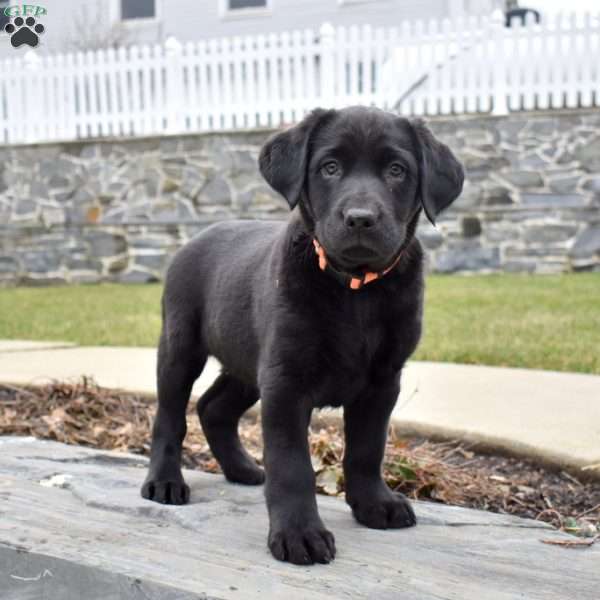 Champ, Black Labrador Retriever Puppy