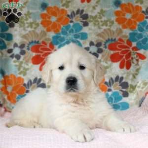 Champ, English Cream Golden Retriever Puppy