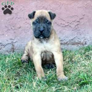 Champ, Great Dane Puppy