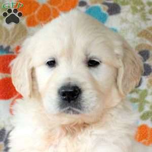 Champ, English Cream Golden Retriever Puppy