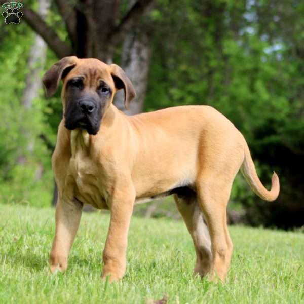 Champ, English Mastiff Puppy