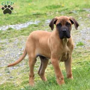 Champ, English Mastiff Puppy