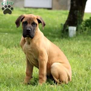 Champ, English Mastiff Puppy