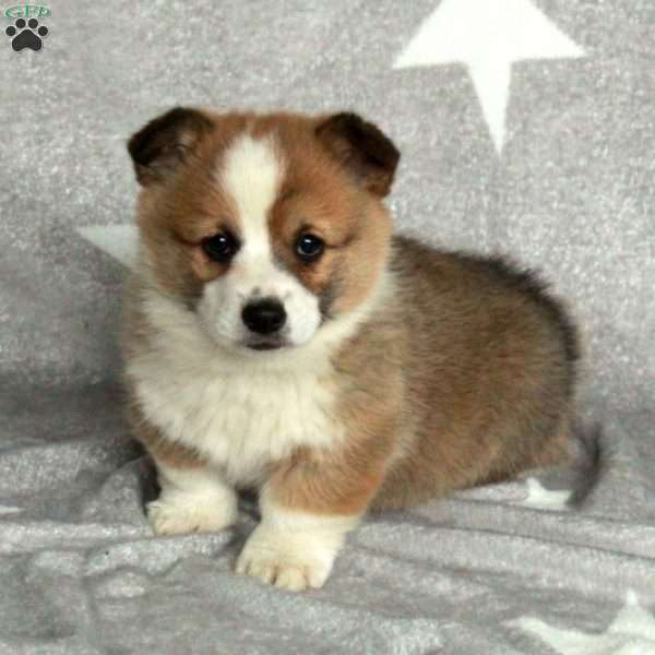 Champion, Pembroke Welsh Corgi Puppy