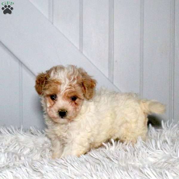 Champion, Forever Puppy