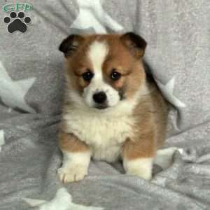 Champion, Pembroke Welsh Corgi Puppy