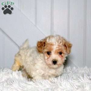 Champion, Forever Puppy