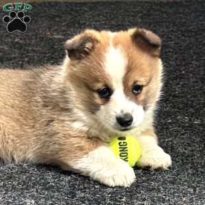 Champion, Pembroke Welsh Corgi Puppy