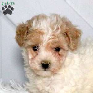 Champion, Forever Puppy