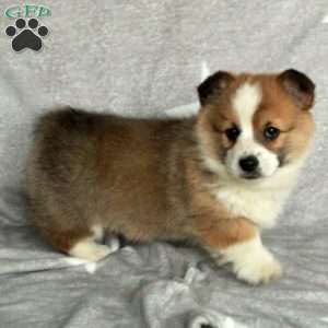Champion, Pembroke Welsh Corgi Puppy