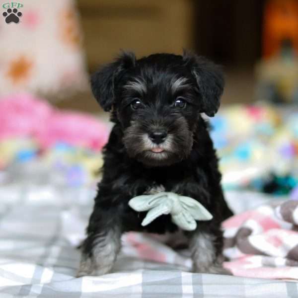 Chance, Miniature Schnauzer Puppy