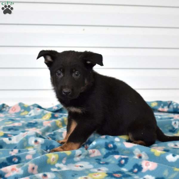 Charger, German Shepherd Puppy