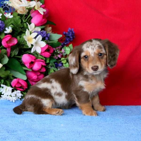 Charity, Dachshund Puppy