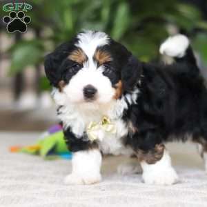 Charlie, Mini Bernedoodle Puppy