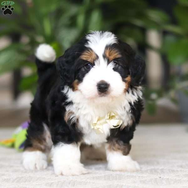 Charlie, Mini Bernedoodle Puppy