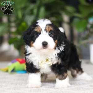 Charlie, Mini Bernedoodle Puppy