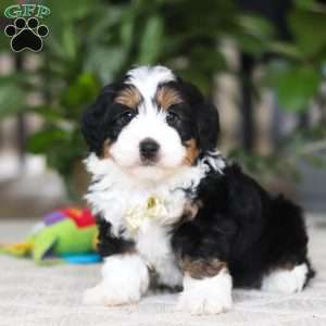 Charlie, Mini Bernedoodle Puppy