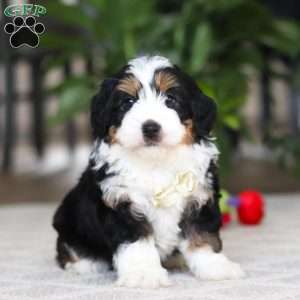 Charlie, Mini Bernedoodle Puppy