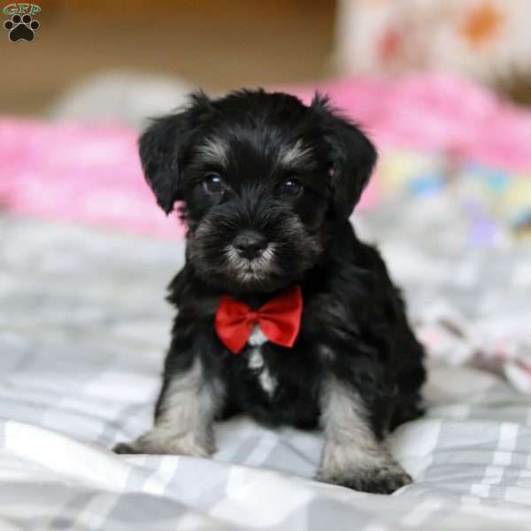 Charlie, Miniature Schnauzer Puppy