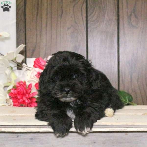 Charlie, Shih-Poo Puppy