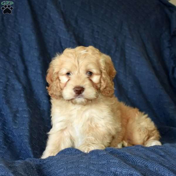 Charlie, Cockapoo Puppy